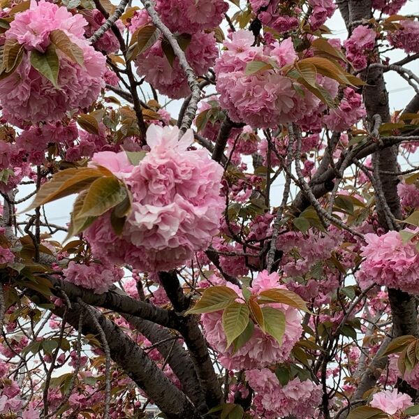 Cover art for Double Cherry Blossoms